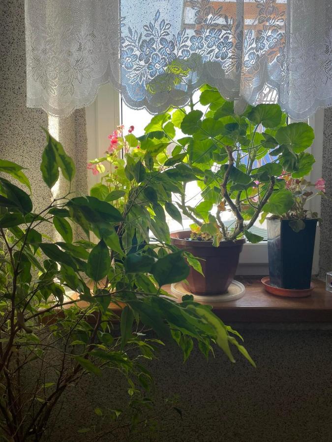 Agroturystyka Pensjonat Paula Muszyna Bagian luar foto